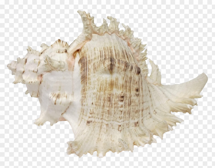 Sea Shell Illustration Seashell Murex Conchology Shankha PNG