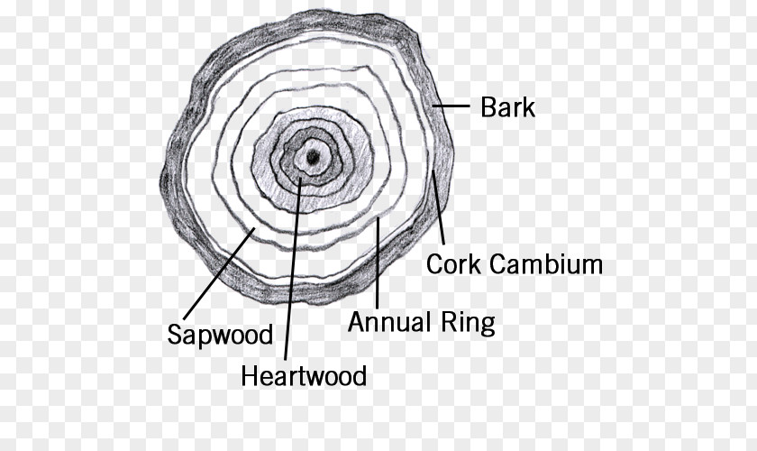 Tree Maple Vascular Cambium Aastarõngad Anatomy PNG