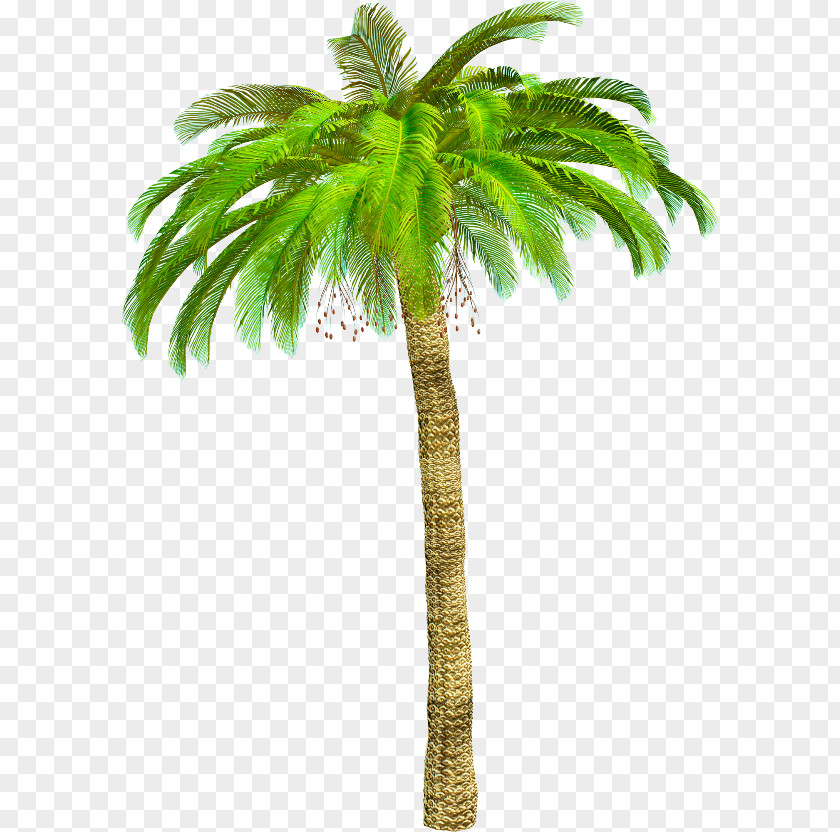Coconut Asian Palmyra Palm Arecaceae Clip Art PNG