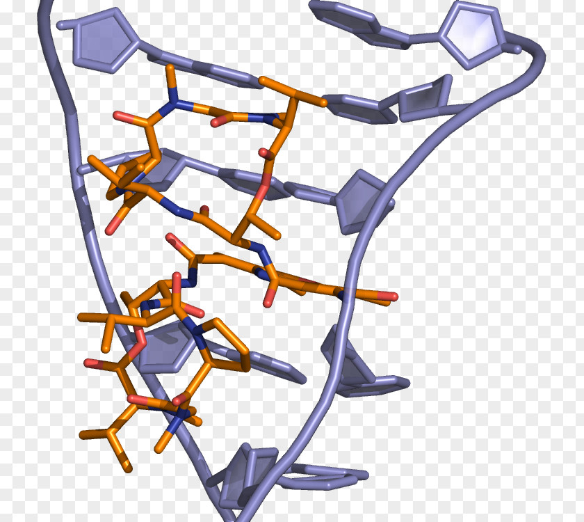 Dactinomycin DNA-binding Domain Intercalation Doxorubicin PNG