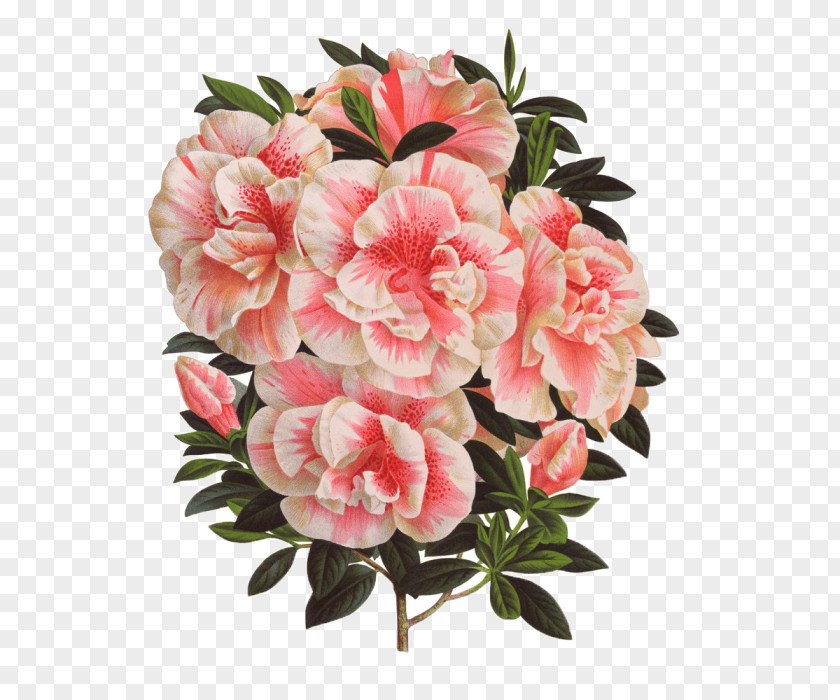 Flower Rhododendron Stock Photography PNG