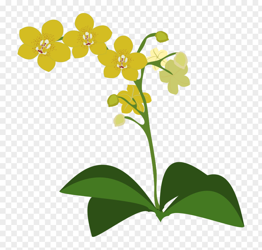 Orchids Clip Art PNG