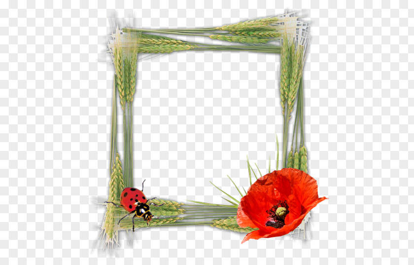 Picture Frames Digital Photography PNG
