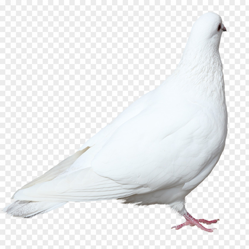 Pigeons Flying Stock Image,White Pigeon Columbidae Domestic Squab 0 Flying/Sporting PNG