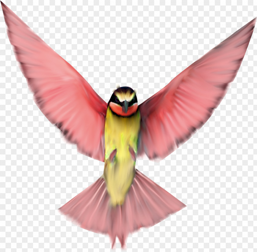 Pink Birds Bird Flight Clip Art PNG