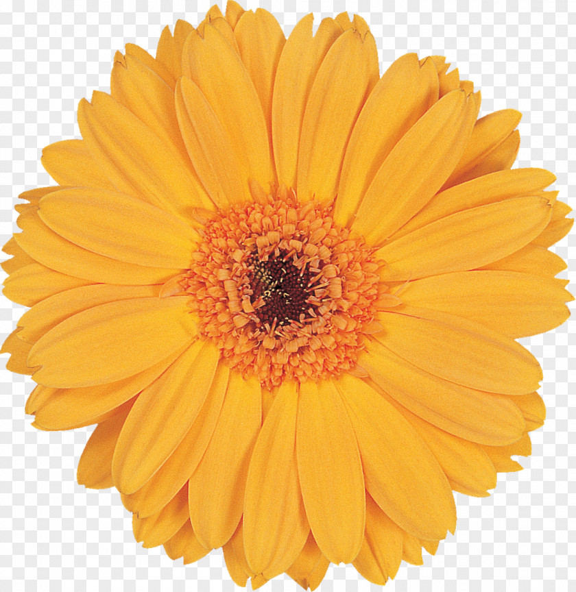 Transvaal Daisy Tissue Paper Cut Flowers Floristry PNG