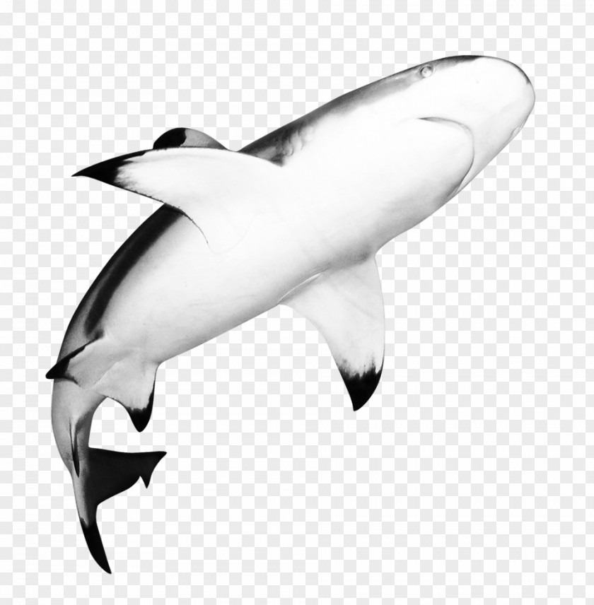 Shark Looking Up Steaming Glove Stock Pot Price Online Shopping PNG