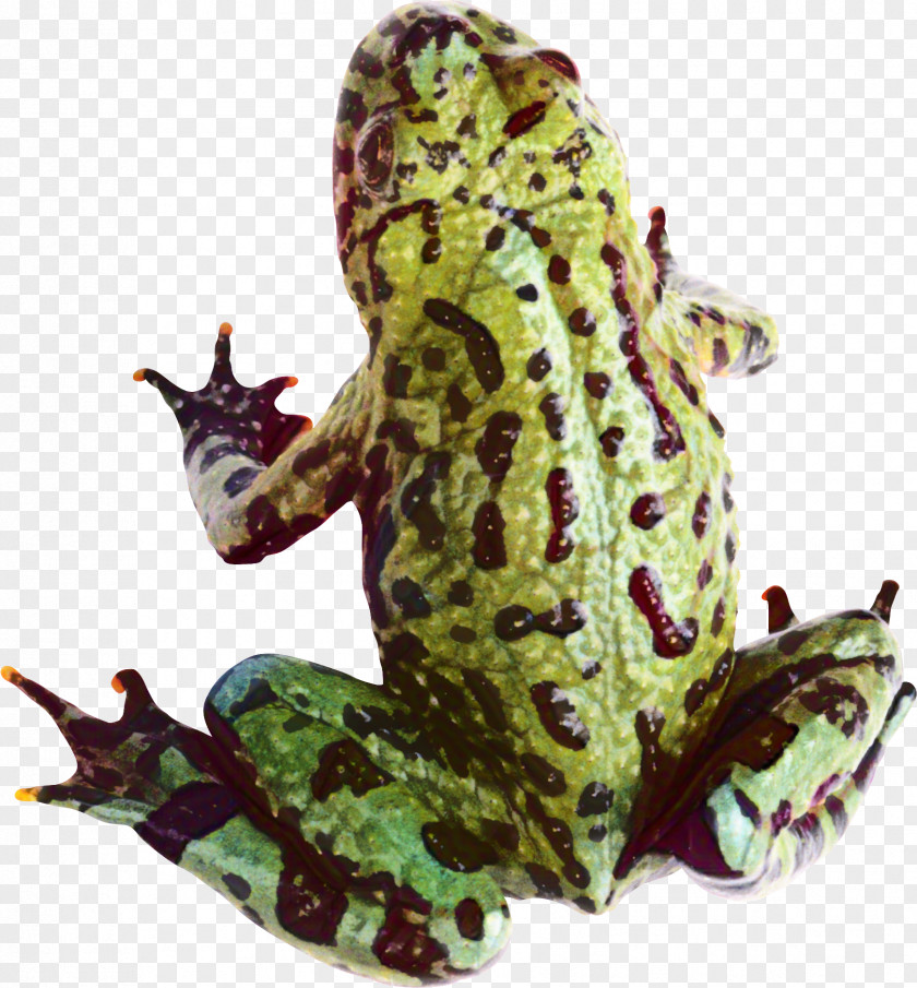 American Bullfrog True Frog Toad Tree PNG