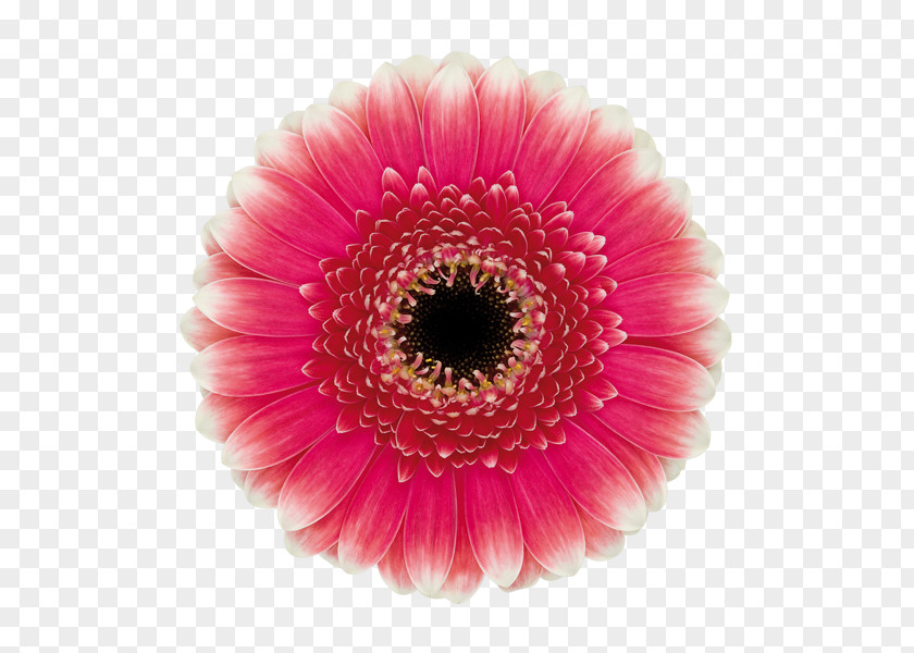 Flower Transvaal Daisy Common Cut Flowers Blume PNG
