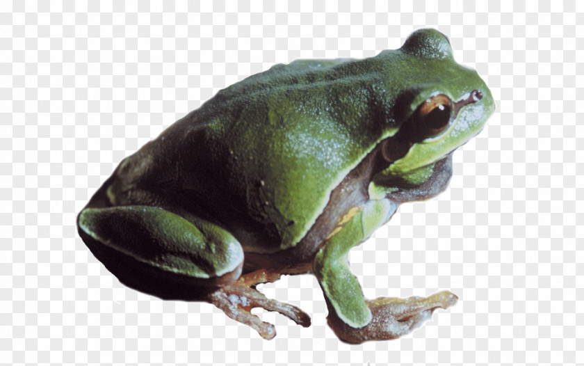 Frog True Image Toad PNG