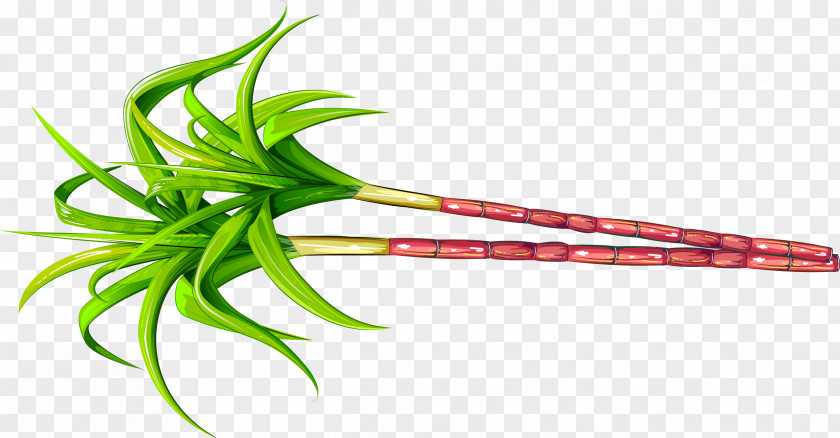 Green Simple Plant Sugar Cane Saccharum Officinarum Sugarcane Fruit PNG
