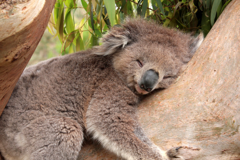 Koala Sleep Desktop Wallpaper Gum Trees Cuteness PNG