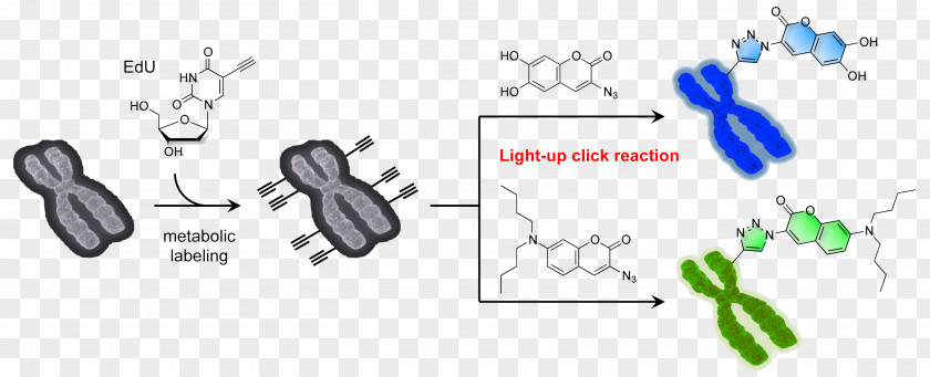 University Of Miyazaki Chemistry Journal The American Chemical Society Angewandte Chemie Reviews PNG