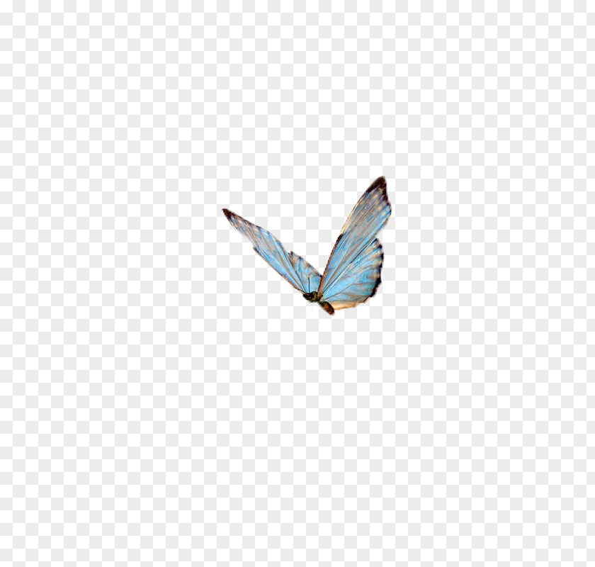 Butterfly,insect,specimen Papillon Dog Butterfly Insect High-definition Television Wallpaper PNG