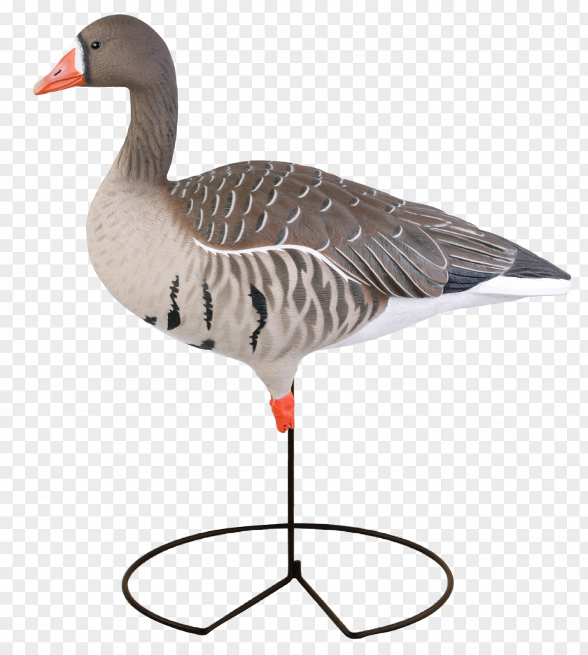 Goose Greater White-fronted Mallard Duck Decoy PNG