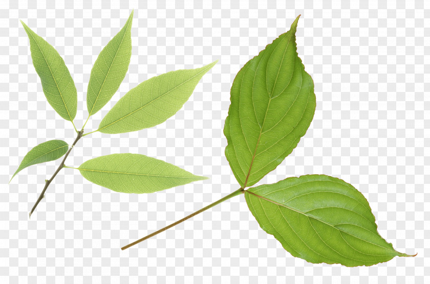 Green Leaf Branch Plant Stem PNG