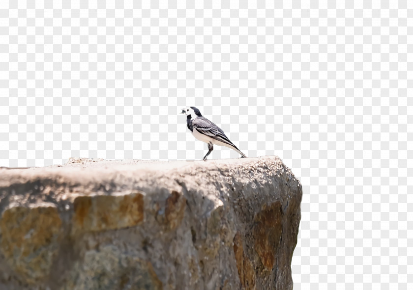 /m/083vt Beak Wood PNG