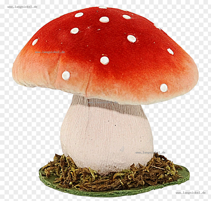 Mush Amanita Muscaria Fungus Edible Mushroom Ausführungen Orange PNG