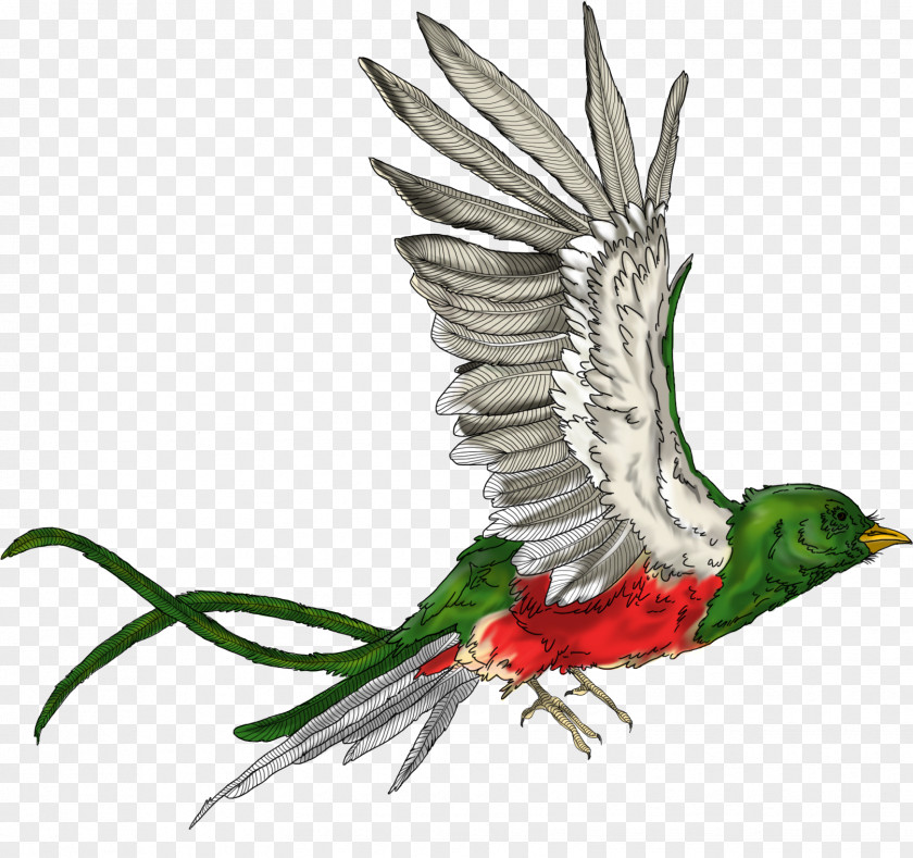 Parrot Beak Fauna Feather PNG