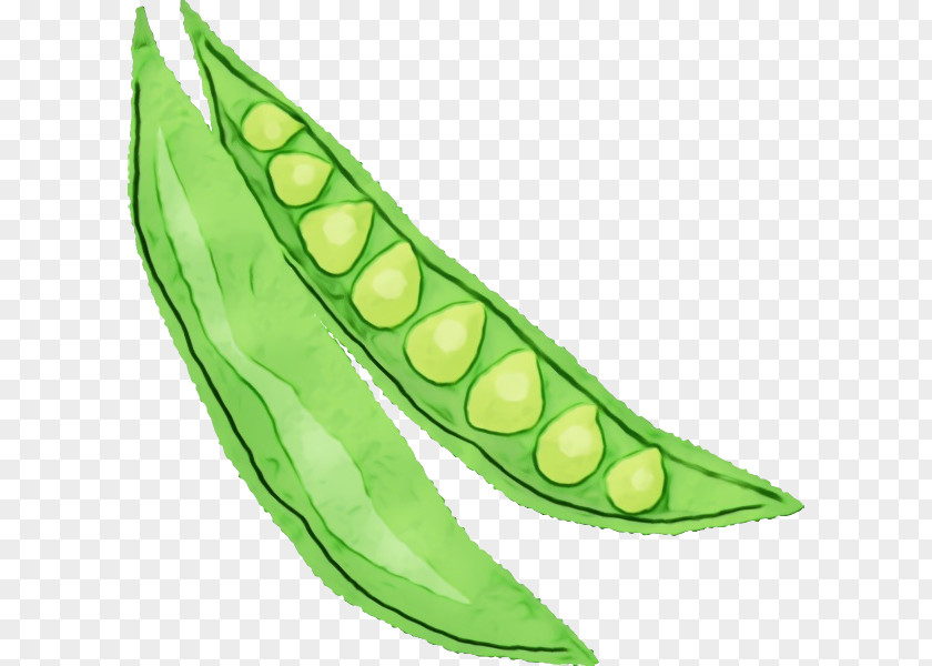 Pea Lima Bean Leaf Commodity Plant Structure PNG
