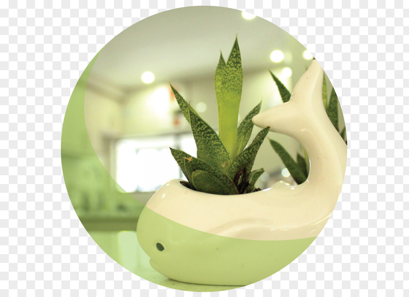 Plant Flowerpot PNG