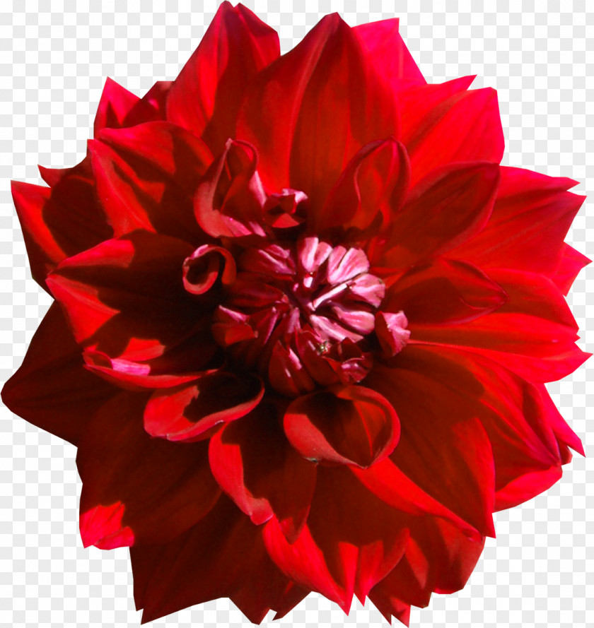 Red Flower Dahlia Clip Art PNG