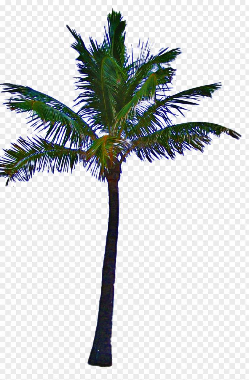 Roystonea Leaf Palm Tree PNG