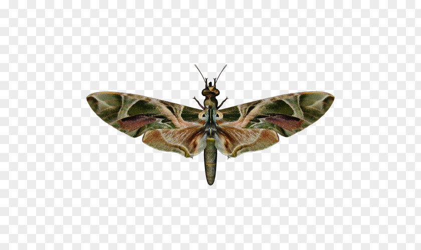 Butterfly Brush-footed Butterflies Oleander Hawk-moth Insect PNG