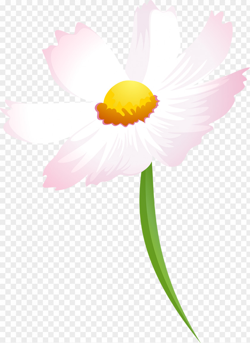 Cosmos Flower Daisy Family Petal Desktop Wallpaper Plant PNG