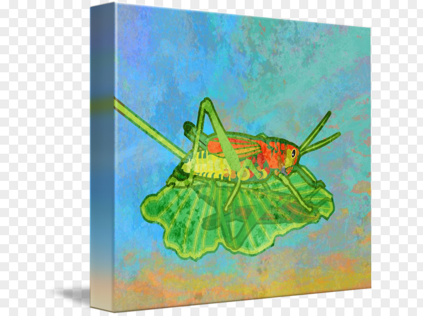 Grasshopper Butterfly Insect Painting Fine Art PNG