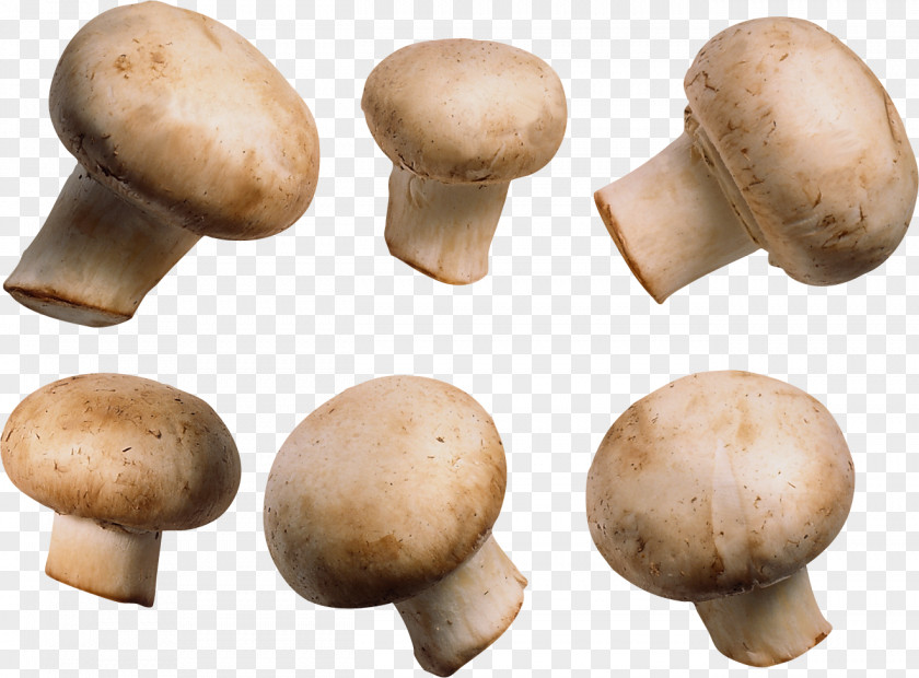 Mushroom Image Common Shiitake PNG