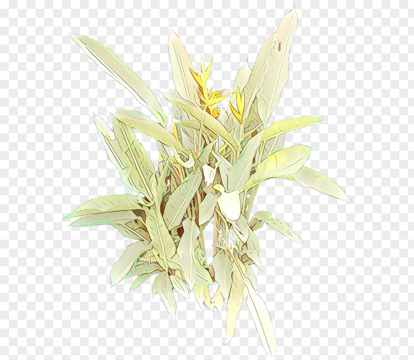 Plants PNG