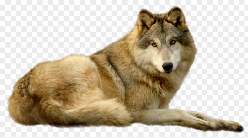 Booger Wolf Saarloos Wolfdog Czechoslovakian Kunming Coyote Greenland Dog PNG