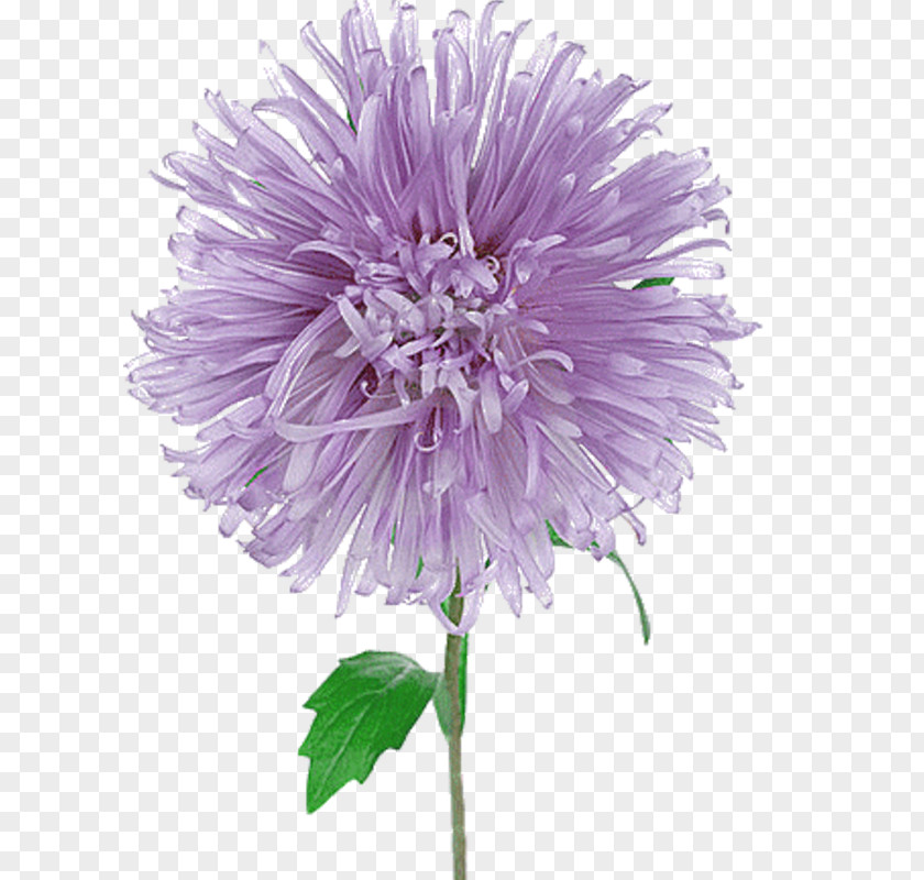 Flower Alpine Aster White Heath Purple PNG