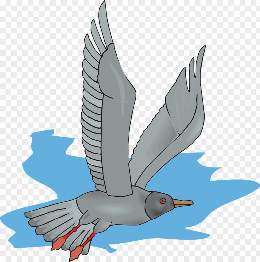 Gull Bird Gulls Flight Clip Art PNG