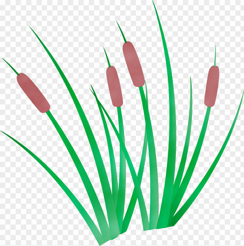 Plant Stem Flower Green Line Meter PNG