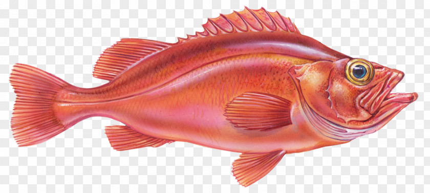 Red Fish Rose Redfish Northern Snapper Fishing Halibut PNG