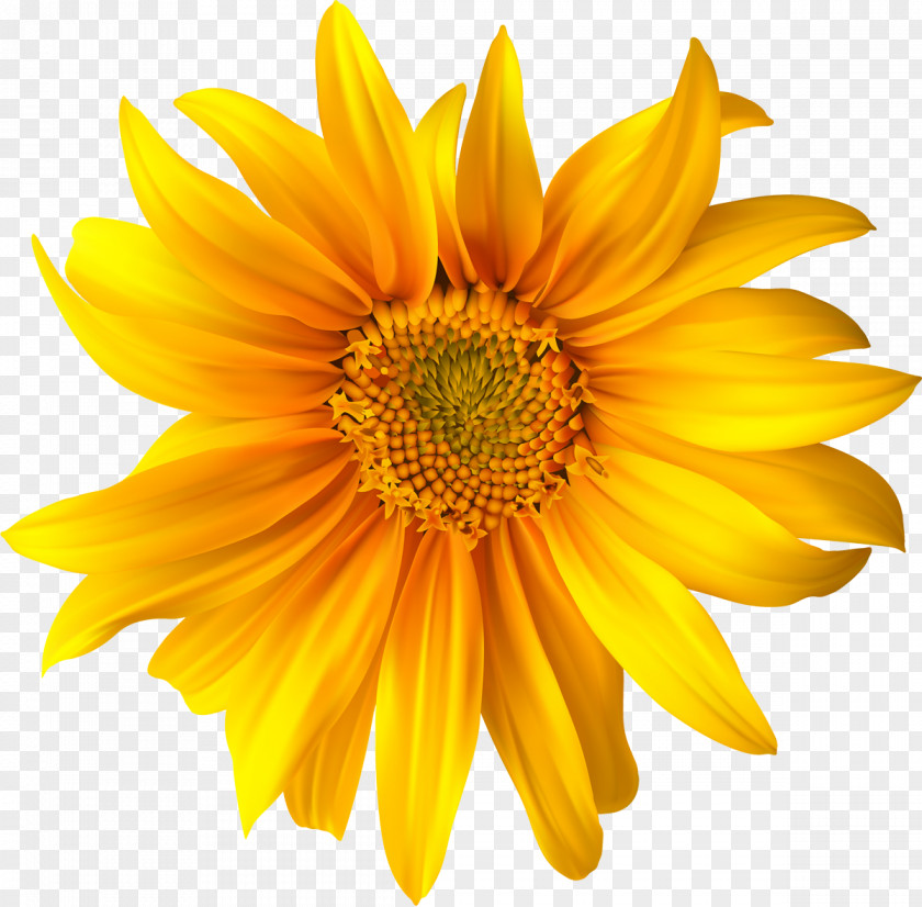 Sunflower Flower Yellow Common Daisy Clip Art PNG