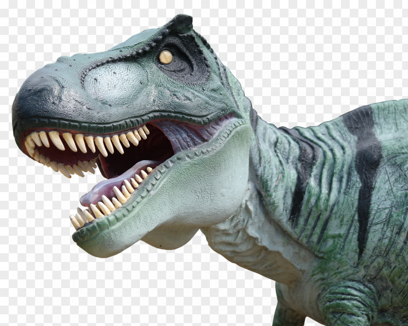T Rex Exmouth Dinosaur Dinopark PNG