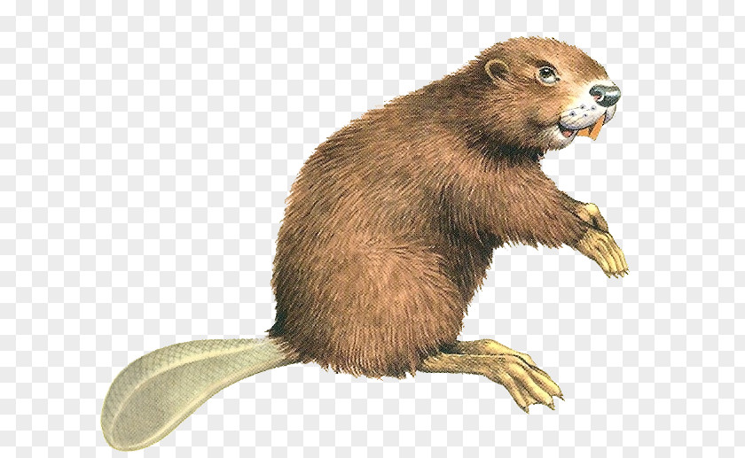 Beaver Eurasian North American Rodent Computer File PNG