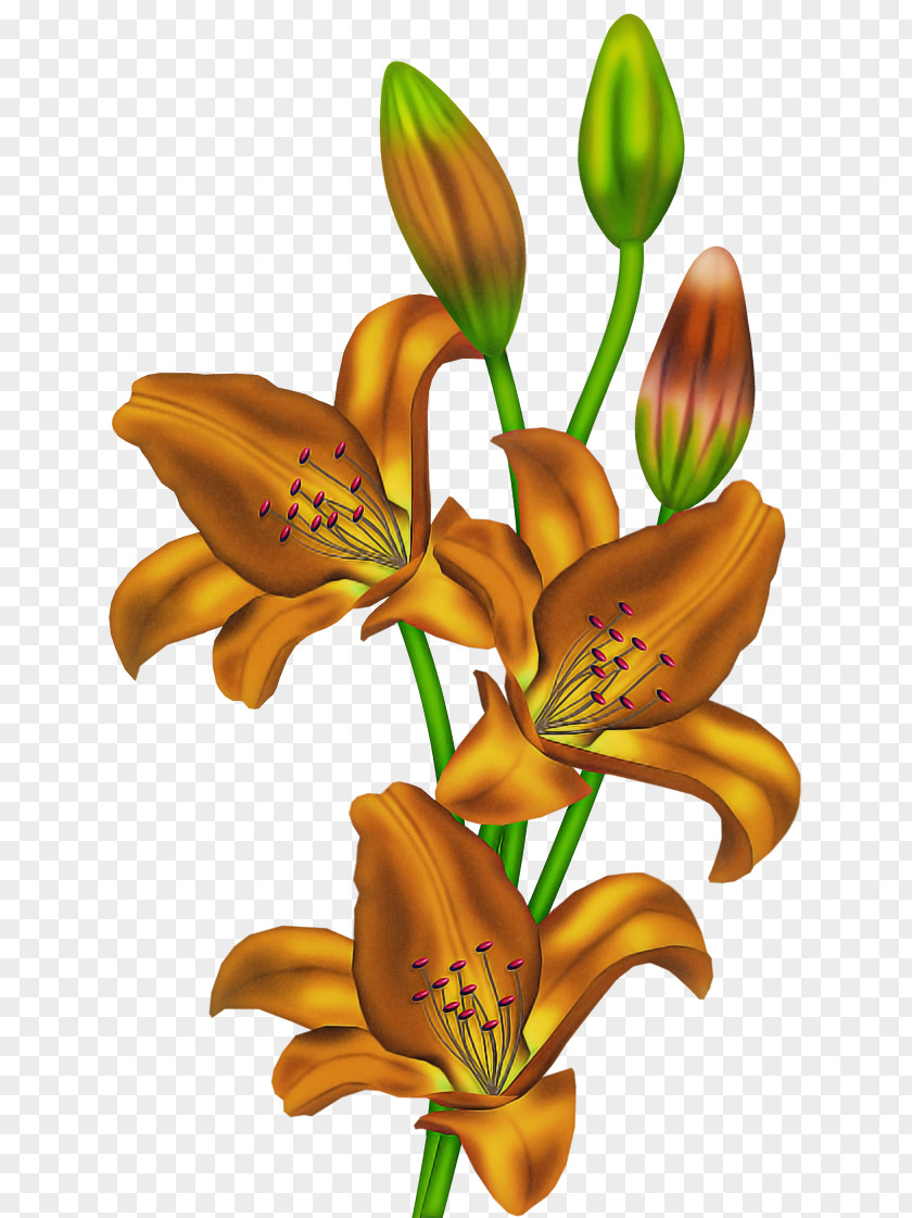 Cut Flowers Tiger Lily Flower Daylily Plant Orange PNG