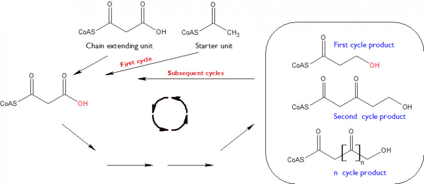 Fatty Acid Elongation Pathway Line Point Angle PNG