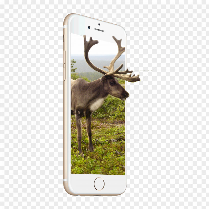 Reindeer Cat Antler Desktop Wallpaper PNG