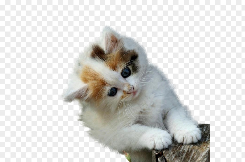 Cartoon Cat Maine Coon Kitten Cuteness High-definition Television Wallpaper PNG
