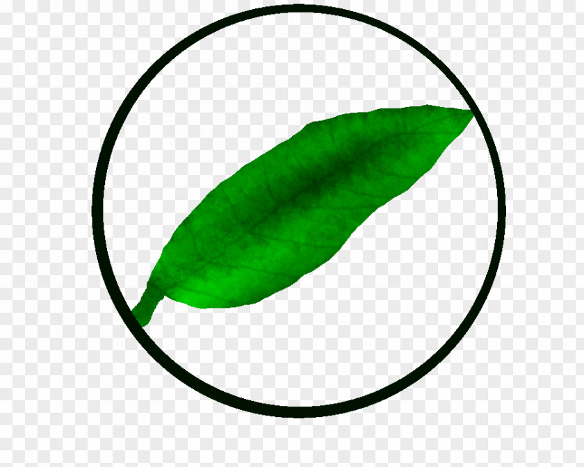 Clan 14 Leaf Green Plant Stem Line Clip Art PNG