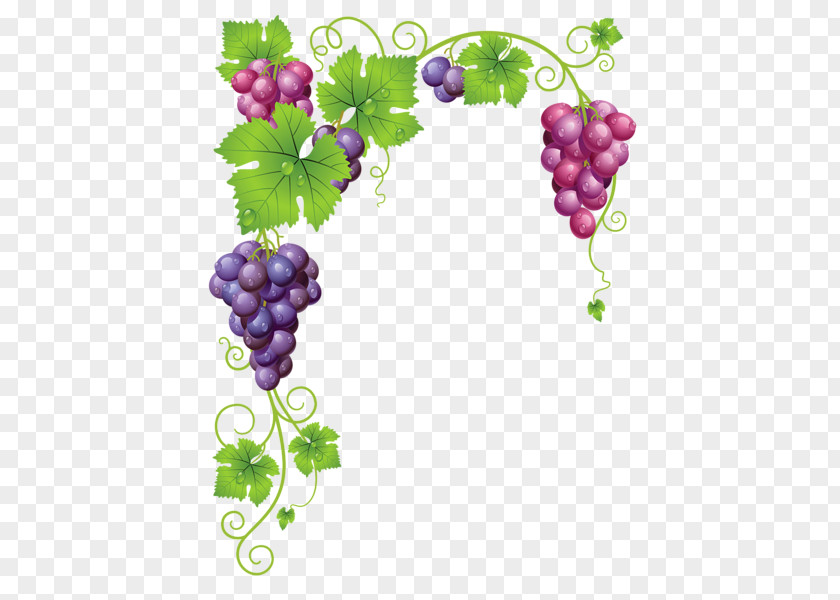 Garden Elements Grapevines Wine Clip Art PNG