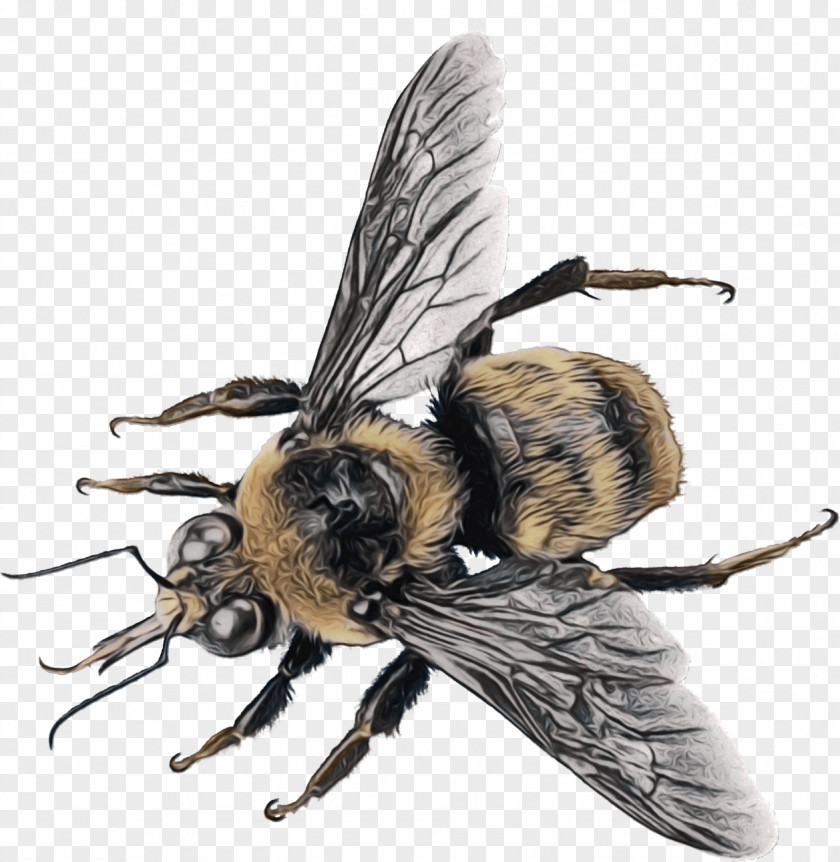 Hoverfly Bombyliidae Honey Background PNG