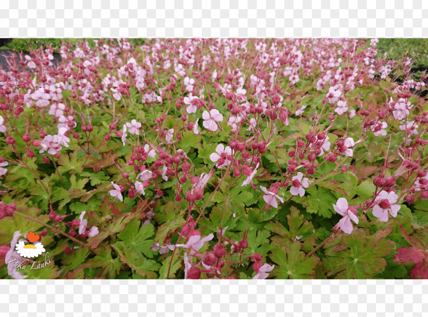 Geranium Macrorrhizum Groundcover Lawn Flowering Plant Annual Shrub PNG