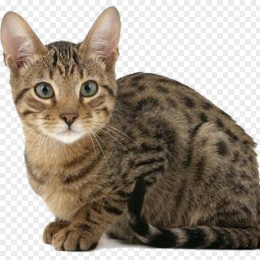 Kitten Serengeti Cat Bengal Savannah Wildcat Cheetoh PNG