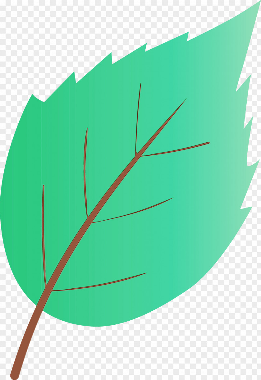 Leaf Green Plant Tree PNG